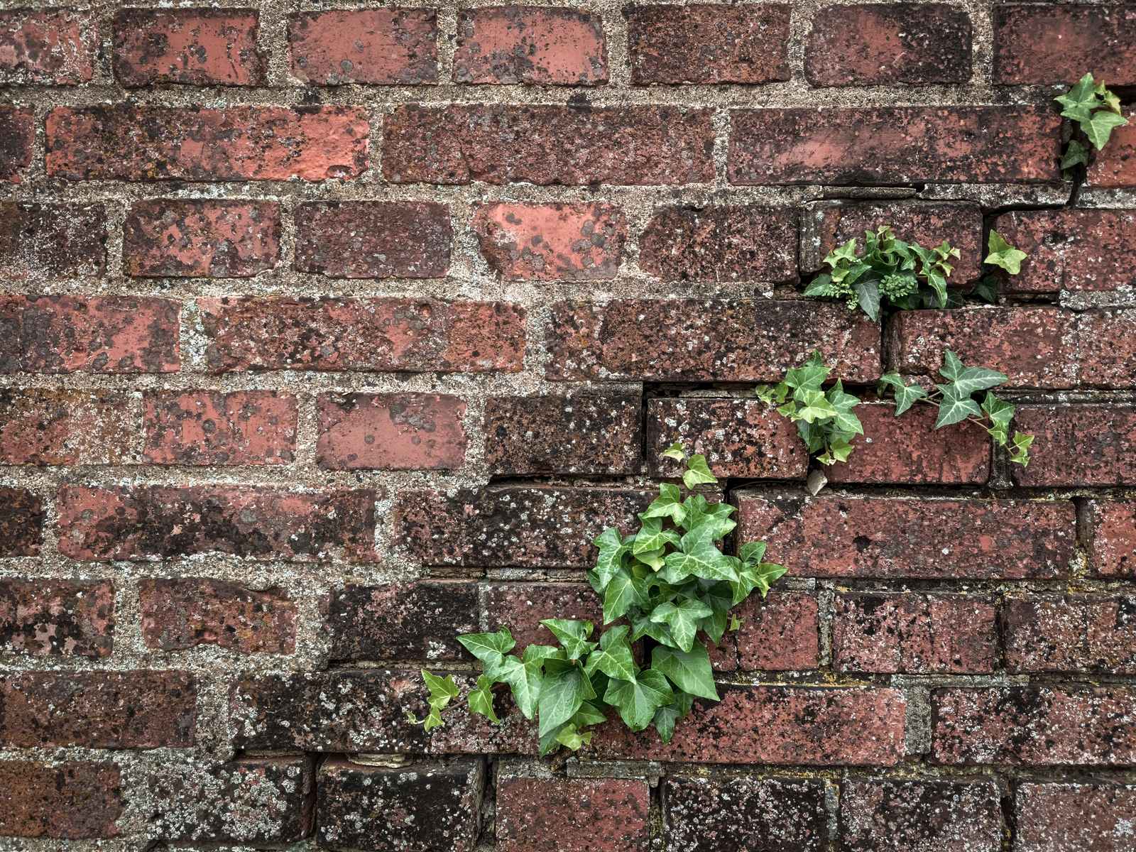 Red brick wall with cracks and green ivy growing through them